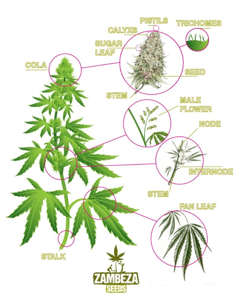Cannabis Plant Anatomy Diagram