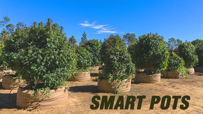Smart Pots vs Air Pots vs Regular Pots