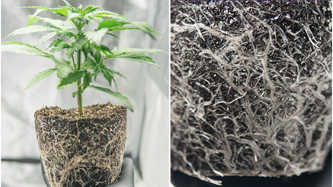 Should I use smartpots, airpots or plastic pots? - Perfect Grower